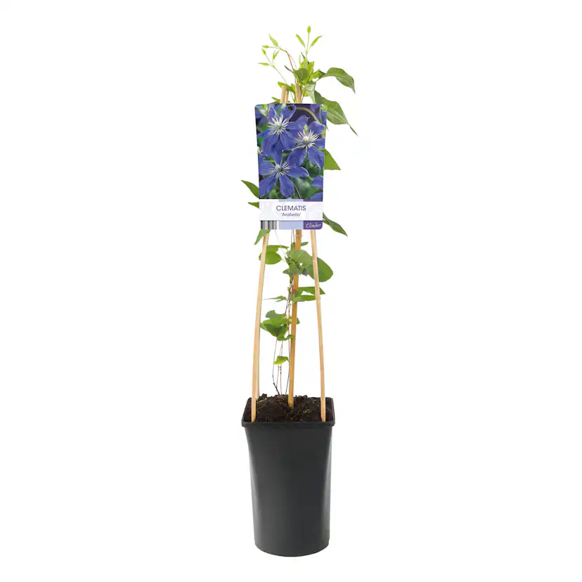Klätterväxt Blåviolett Klematis Omnia Garden 40-60 cm