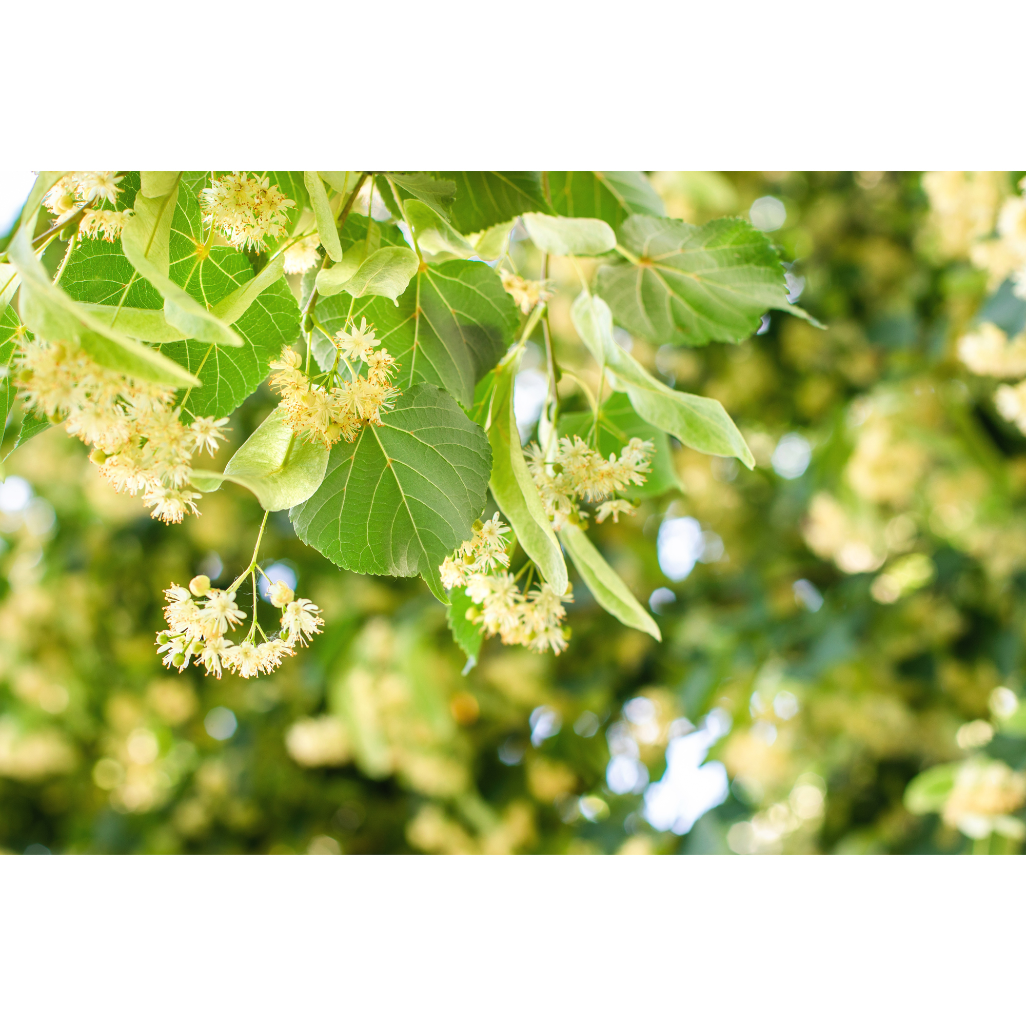 Högstamsträd Omnia Garden Skogslind Alléträd med Gröna Löv & Gulvit Blomning, 300-400 cm