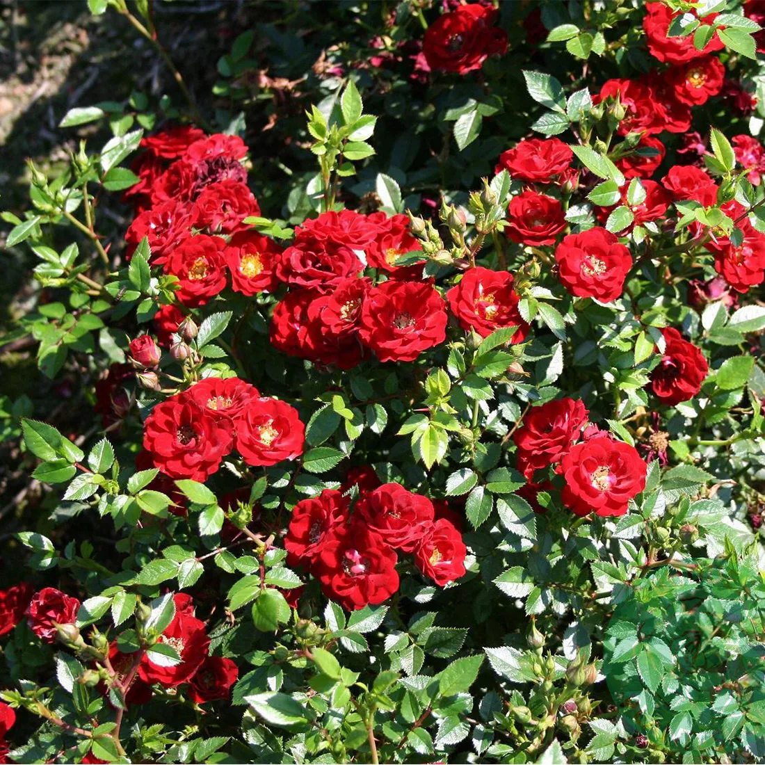 Ros Omnia Garden Marktäckande Peter Pan