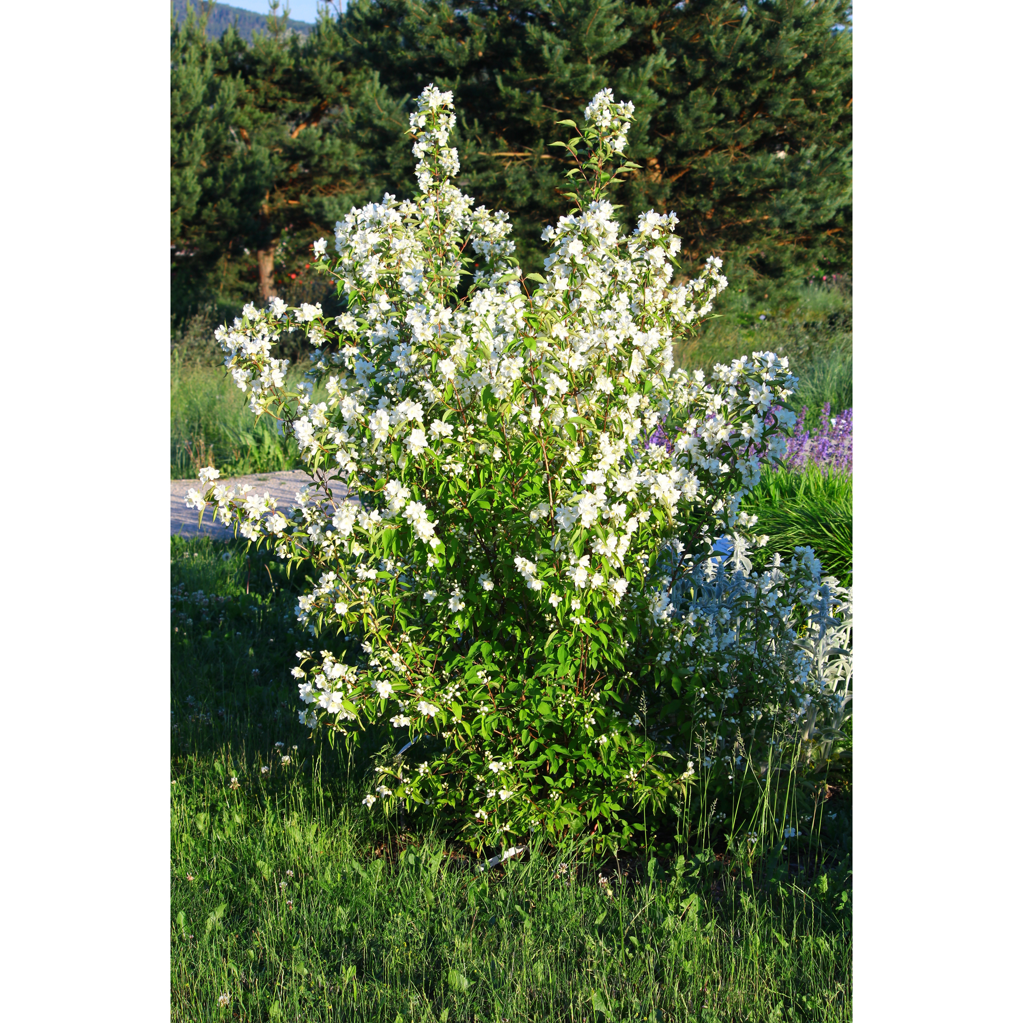 Buske Omnia Garden Smultronschersmin 20-30 cm