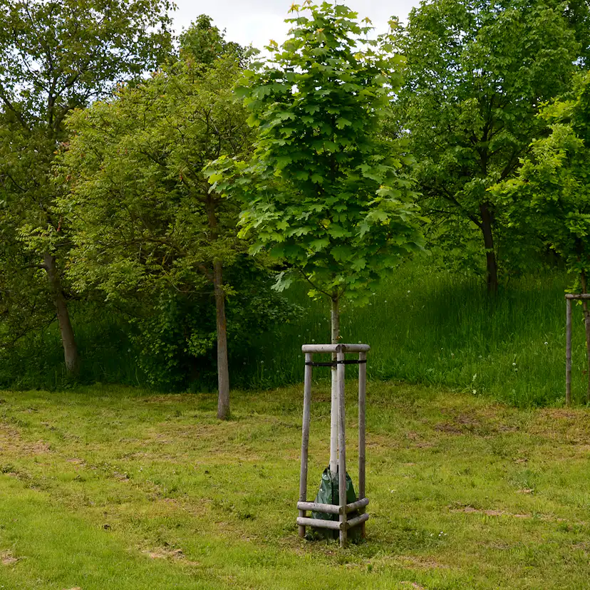 Pryndnadsträd Skogslönn Omnia Garden 350-450 cm Frilandsodlat Högstamsträd med Grönt Lövverk