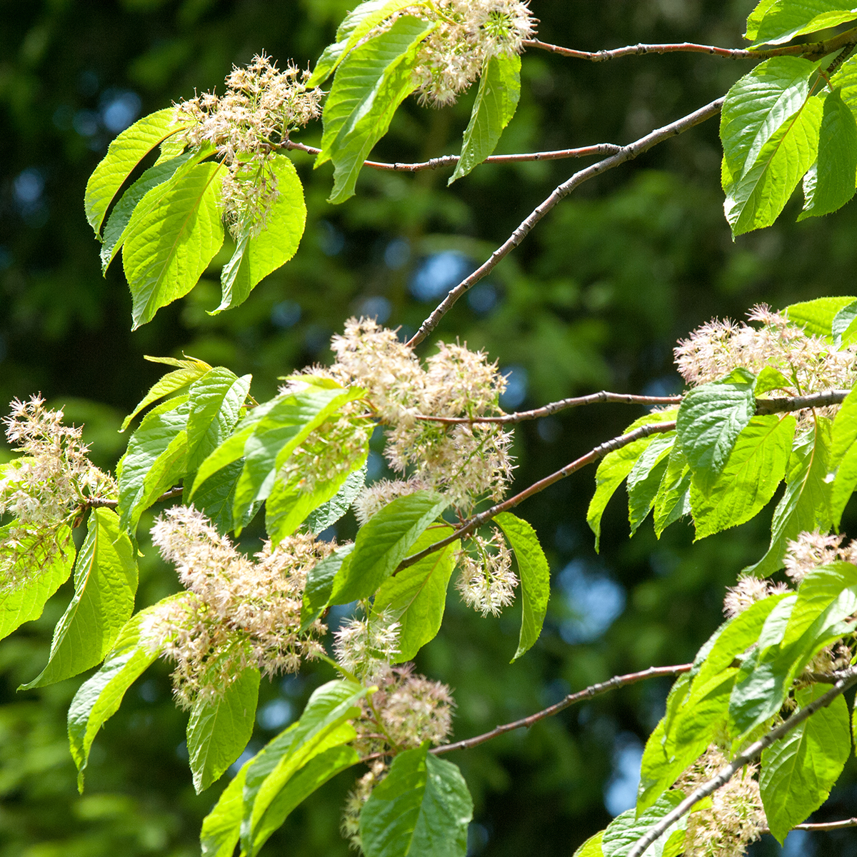 Näverhägg Omnia Garden Högstamsträd 300-400 cm, Frilandsodlad Alleträd, Vit Blomning