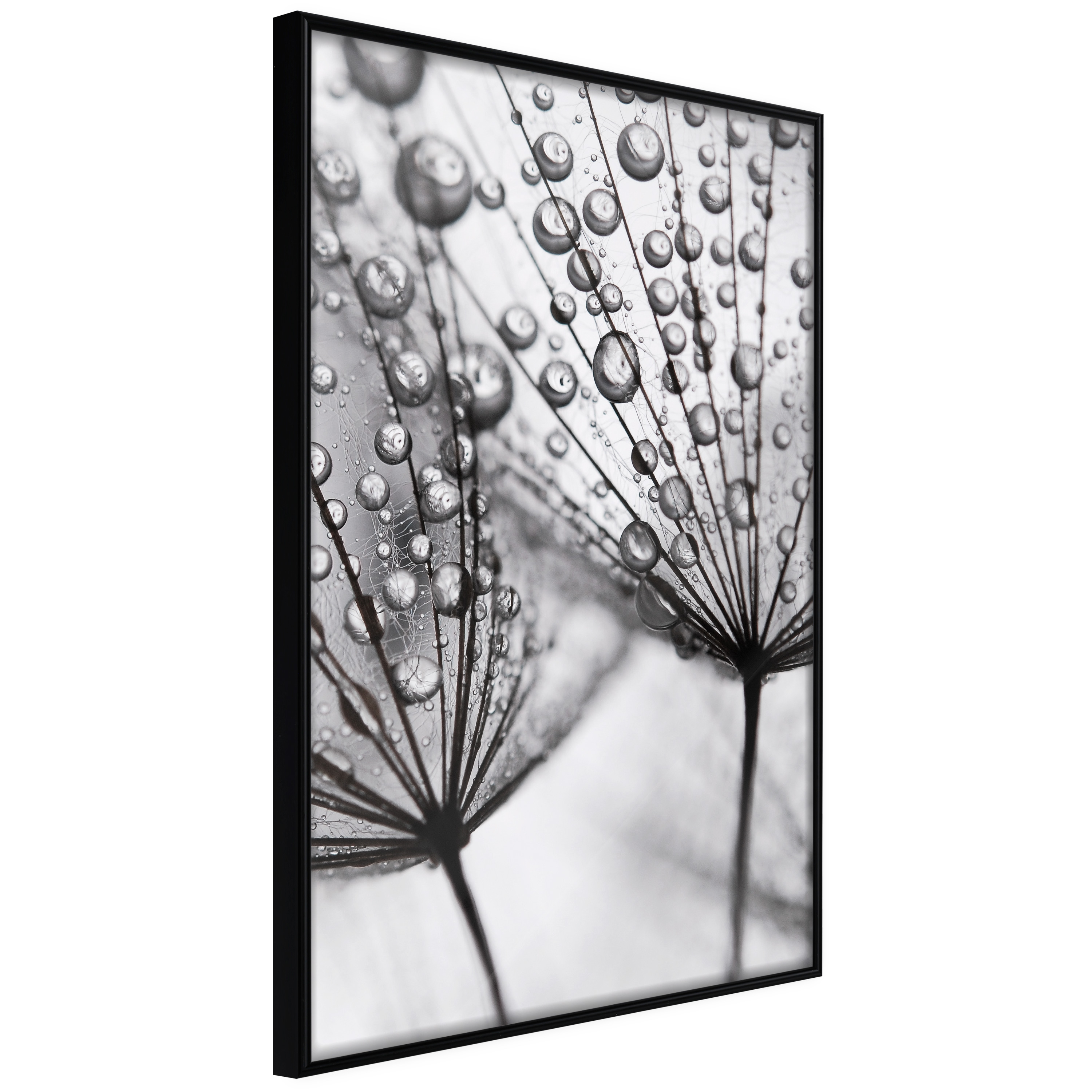 Affisch - Morning Dew [Poster] 40x60 Svart ram, 40x60 cm