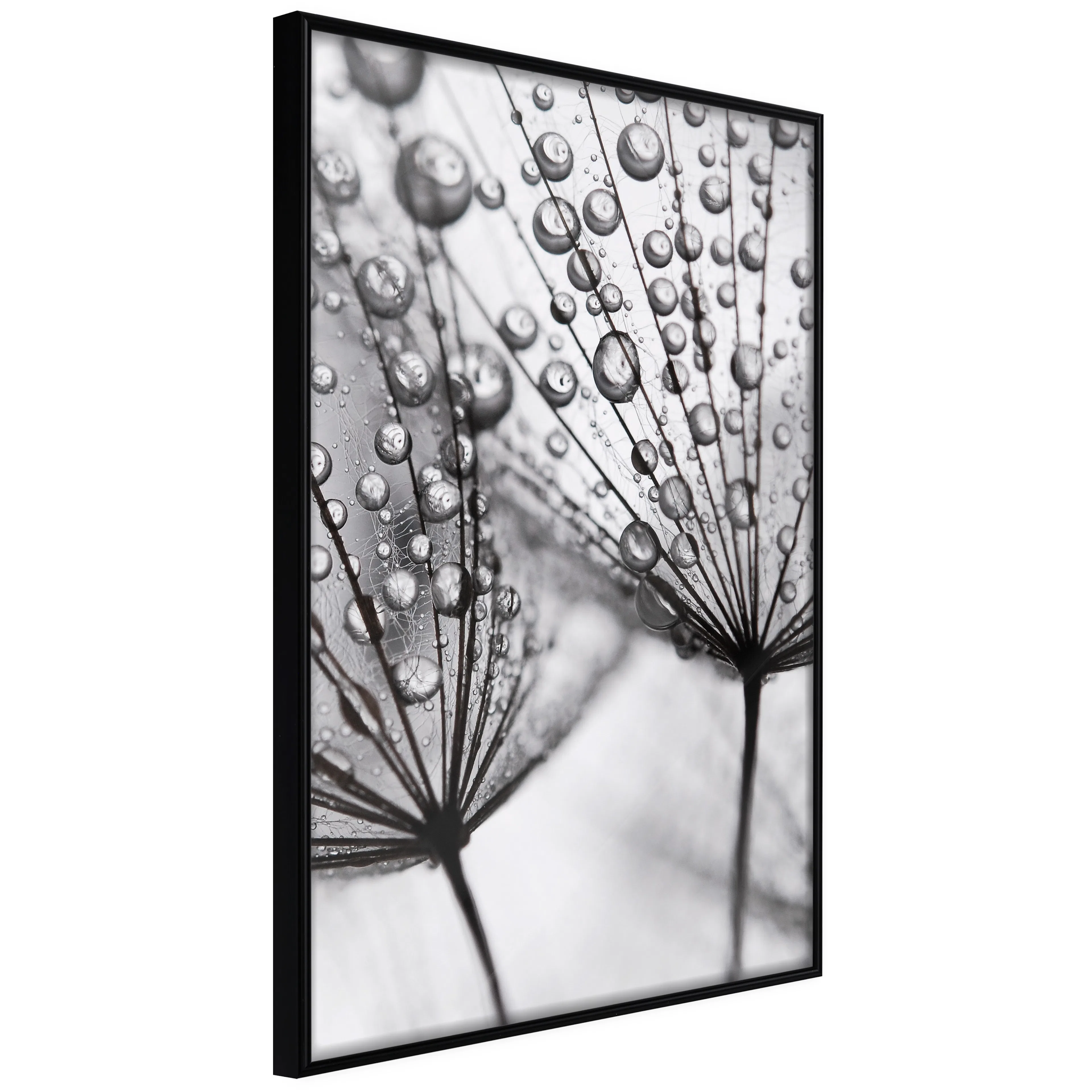 Affisch - Morning Dew [Poster] 40x60 Svart ram, 40x60 cm