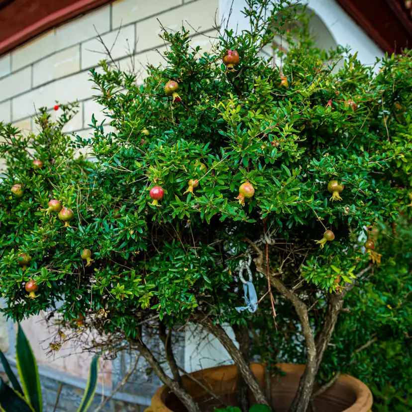 Granatäpple Omnia Garden Punica Granatum