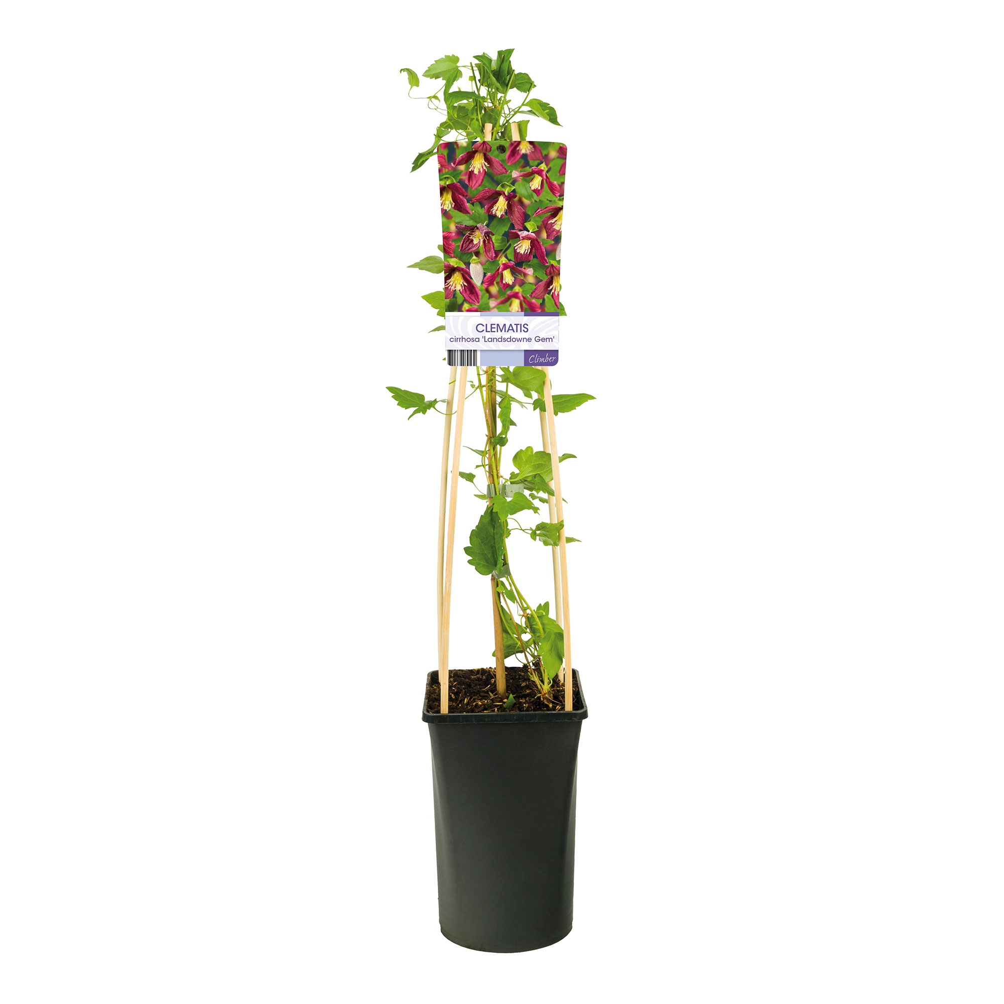 Klätterväxt Vintergrön Klematis Omnia Garden Landsdowne Gem 40-60 cm