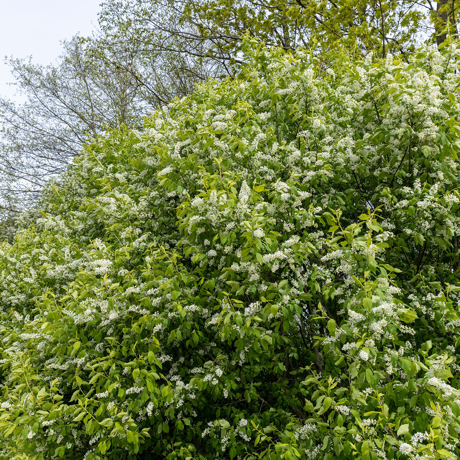 Prydnadsbuske Hägg Omnia Garden 100-125cm