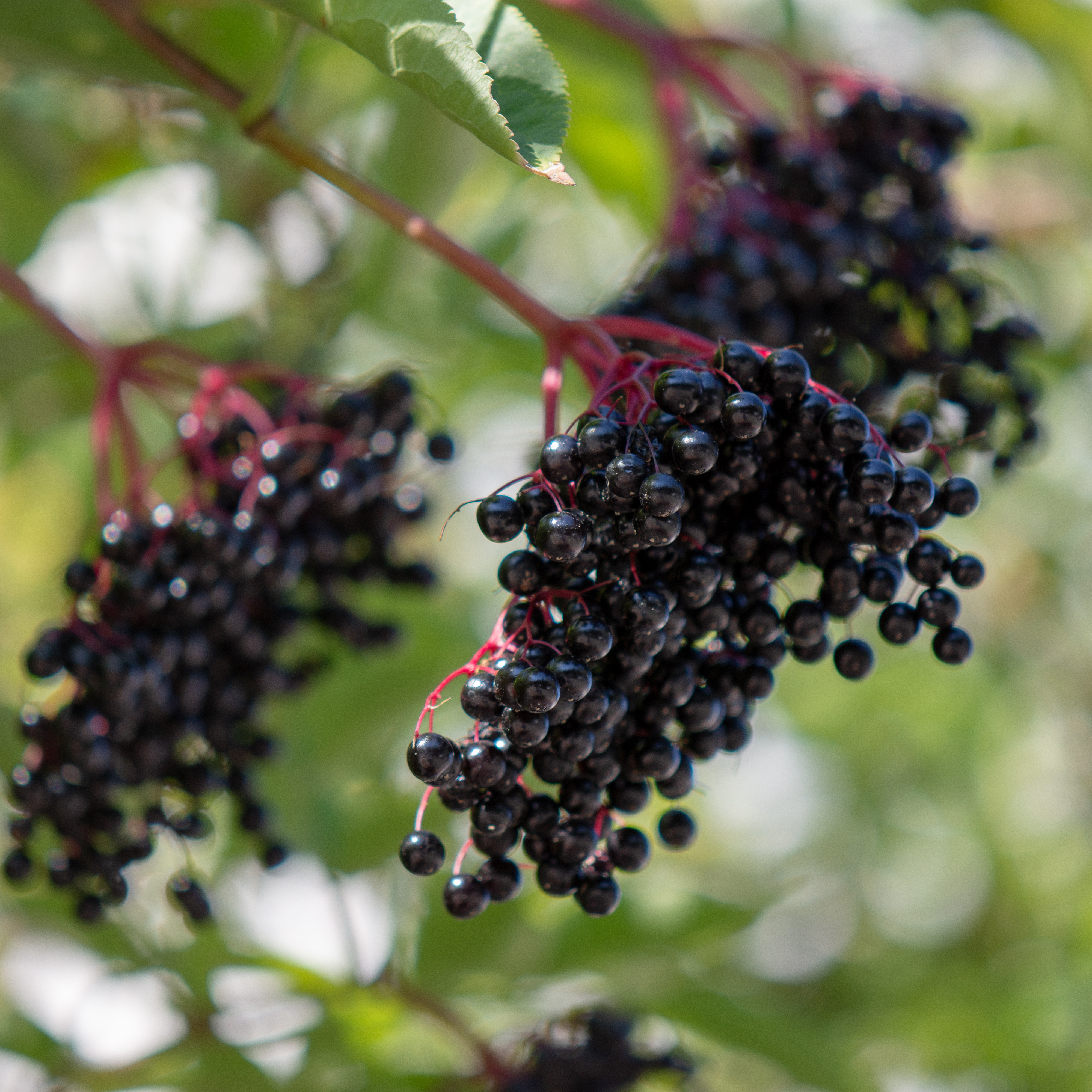 Rabattblomma Omnia Garden Fläder Bålsta 20-40cm