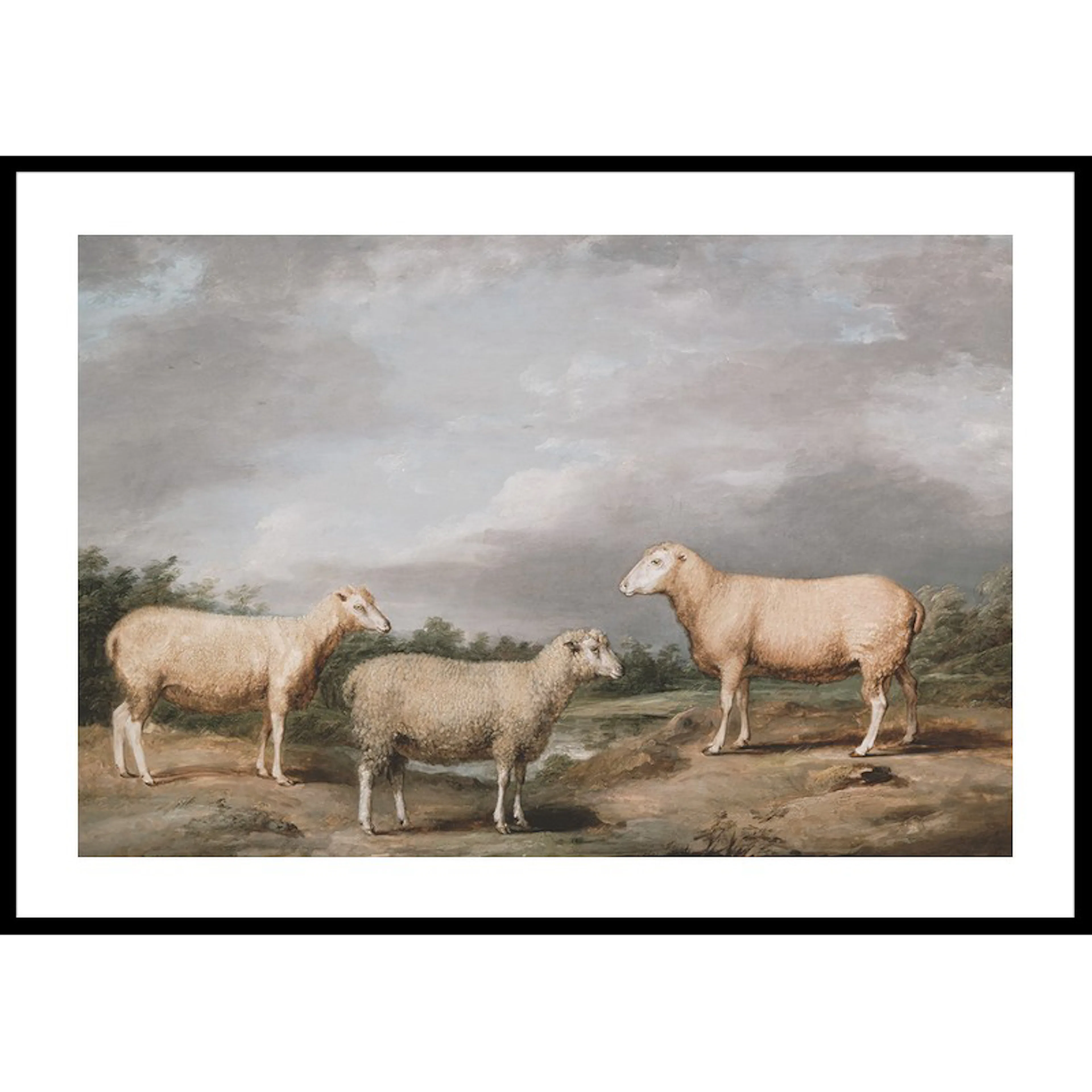 Ryelands Sheep The King's Ram The King's Ewe And Lord Somerv 30x40 cm