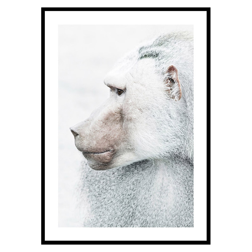 Poster Gallerix Baboon