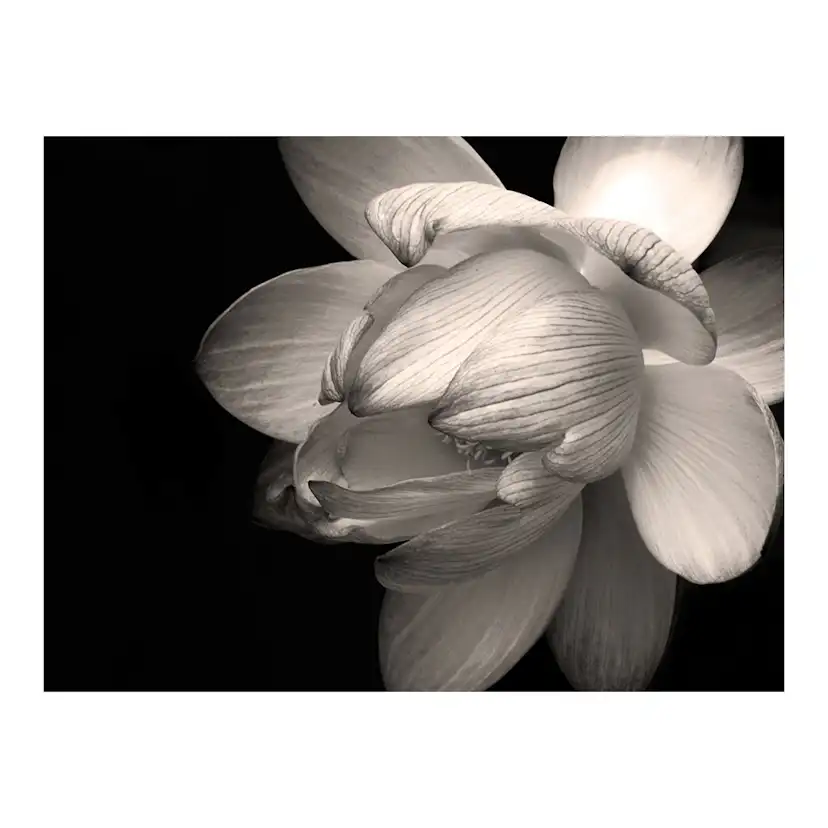 Lotus flower 250x193 Storlek: 250x193 cm