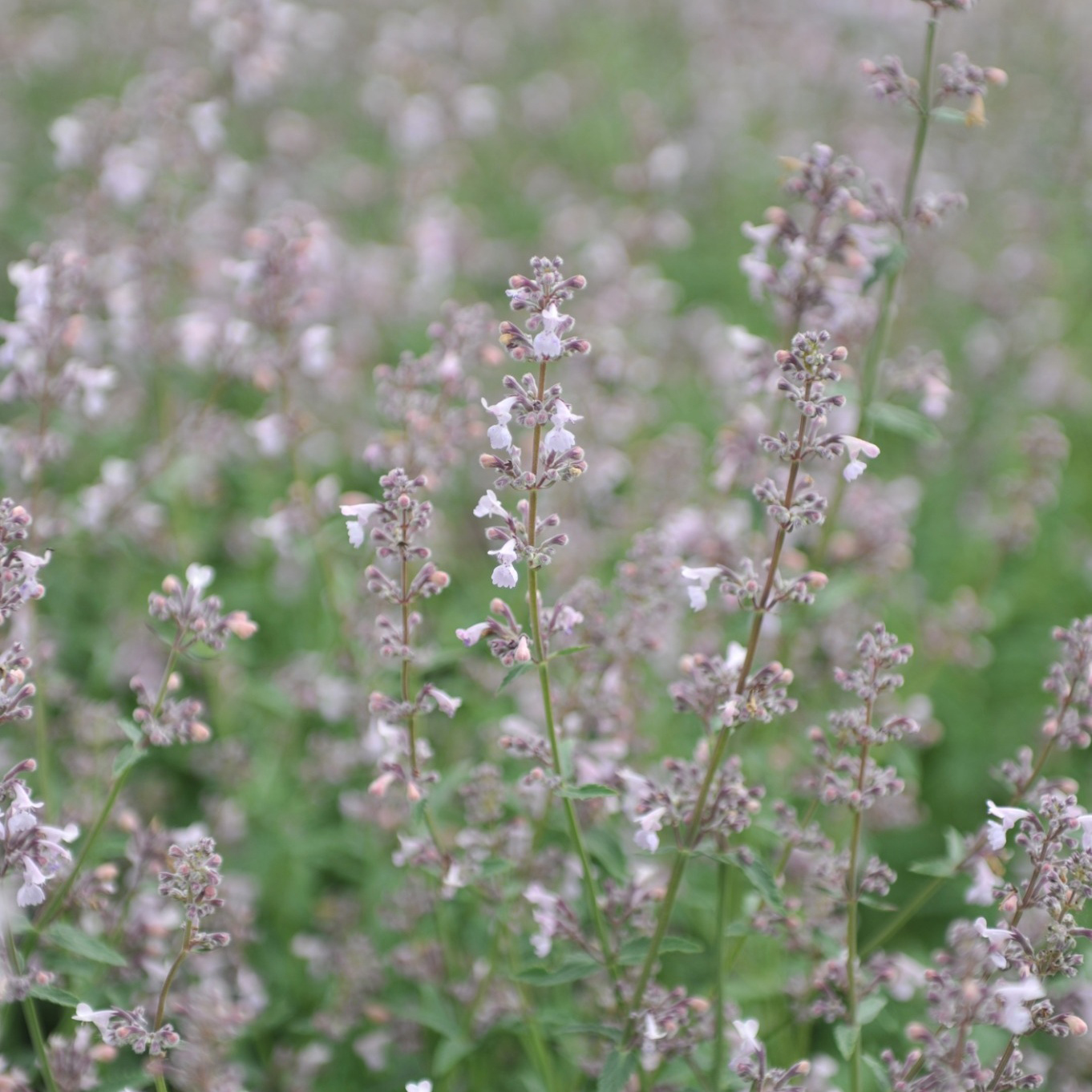 Perenn Omnia Garden Bergnepeta Amelia