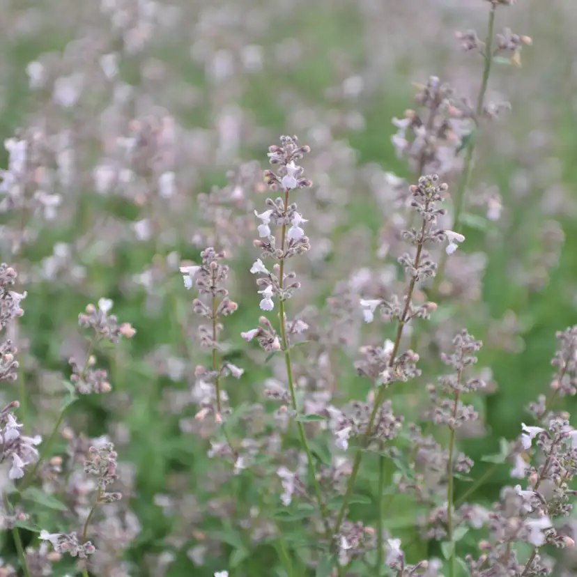 Perenn Omnia Garden Bergnepeta Amelia