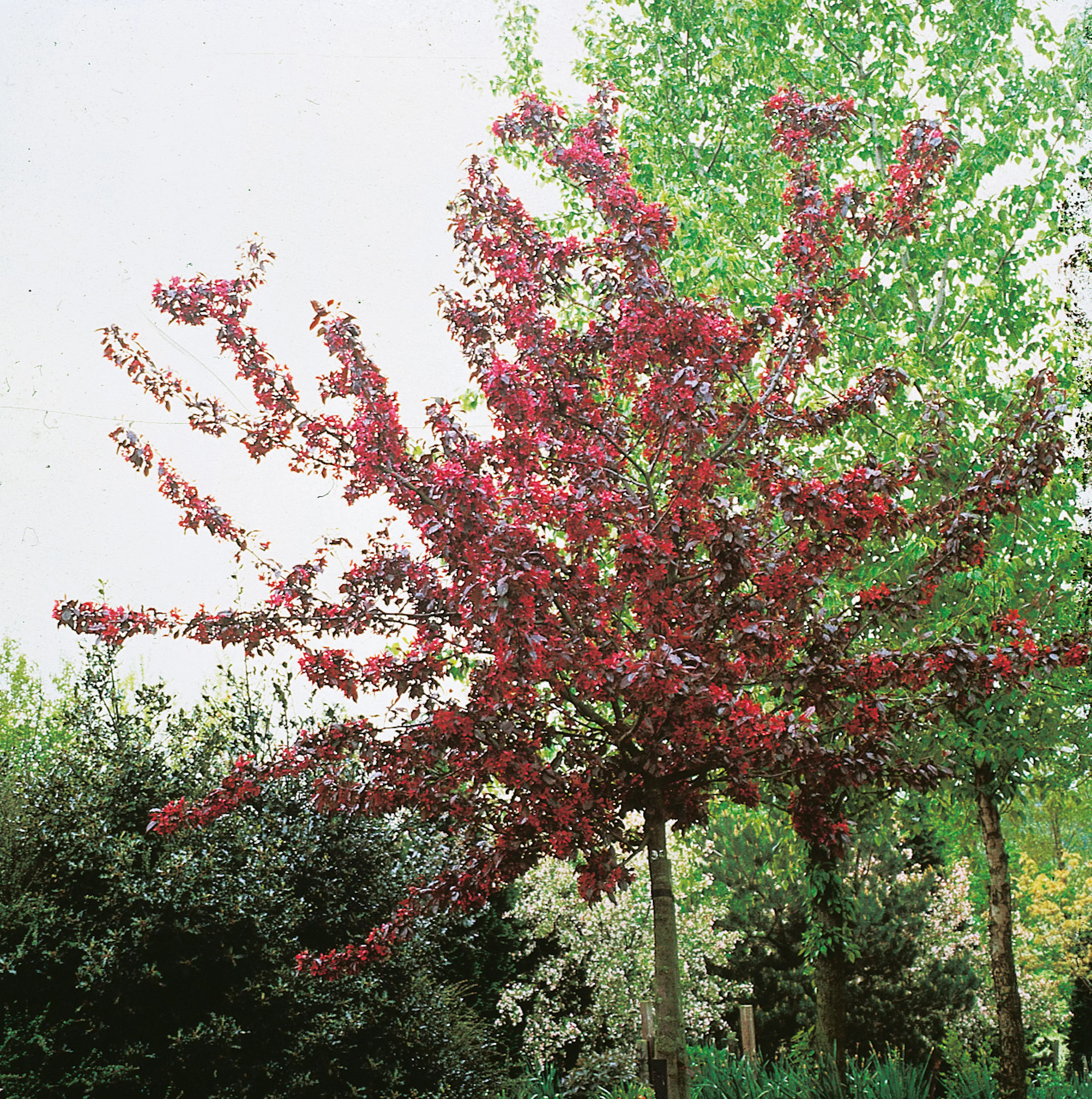 Prydnadsträd Purpurapel (Royalty) Omnia Garden 80-90 cm