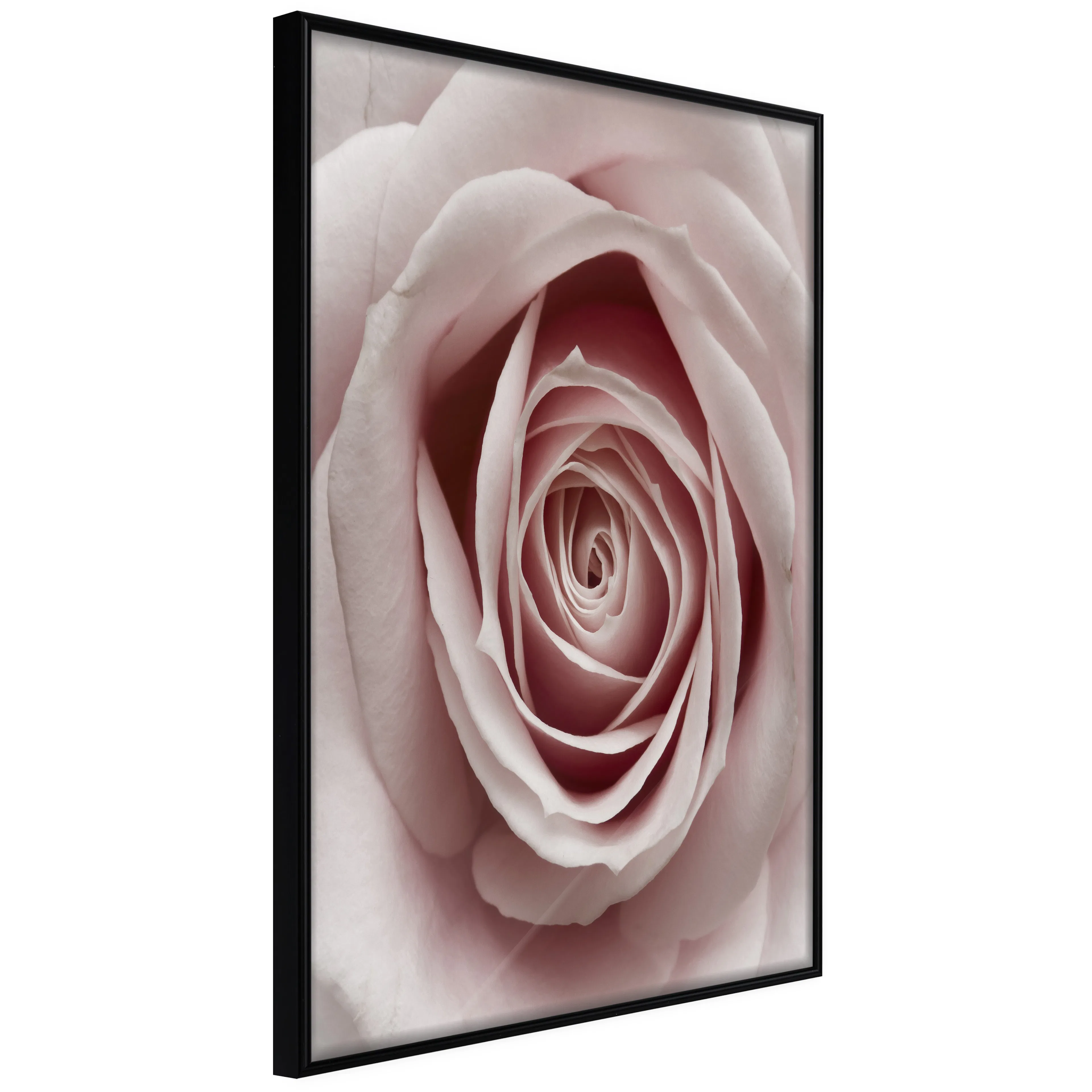 Affisch - Pastel Rose [Poster] 20x30 Svart ram, 20x30 cm