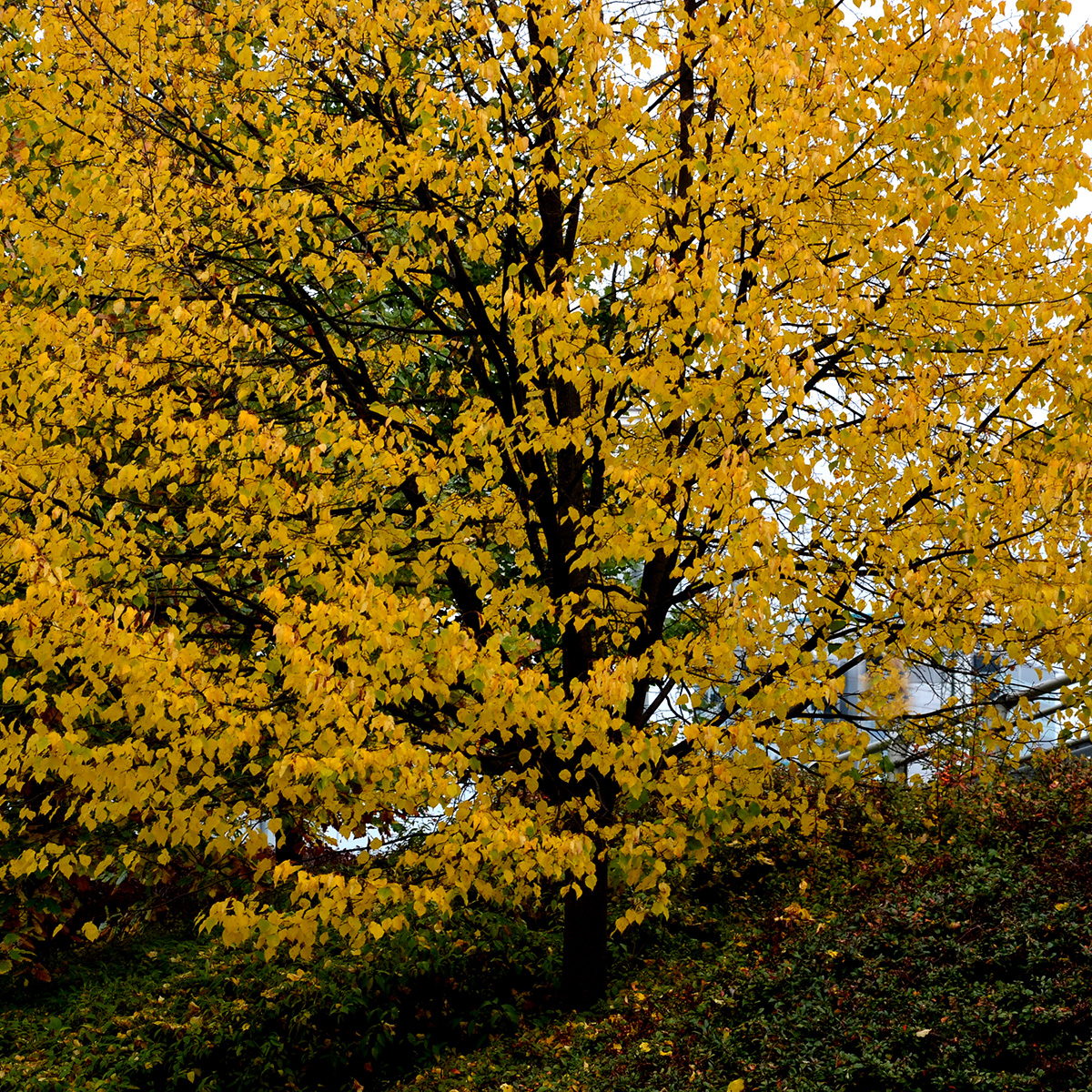 Högstamsträd Omnia Garden Skogslind Alléträd med Gröna Löv & Gulvit Blomning, 300-400 cm