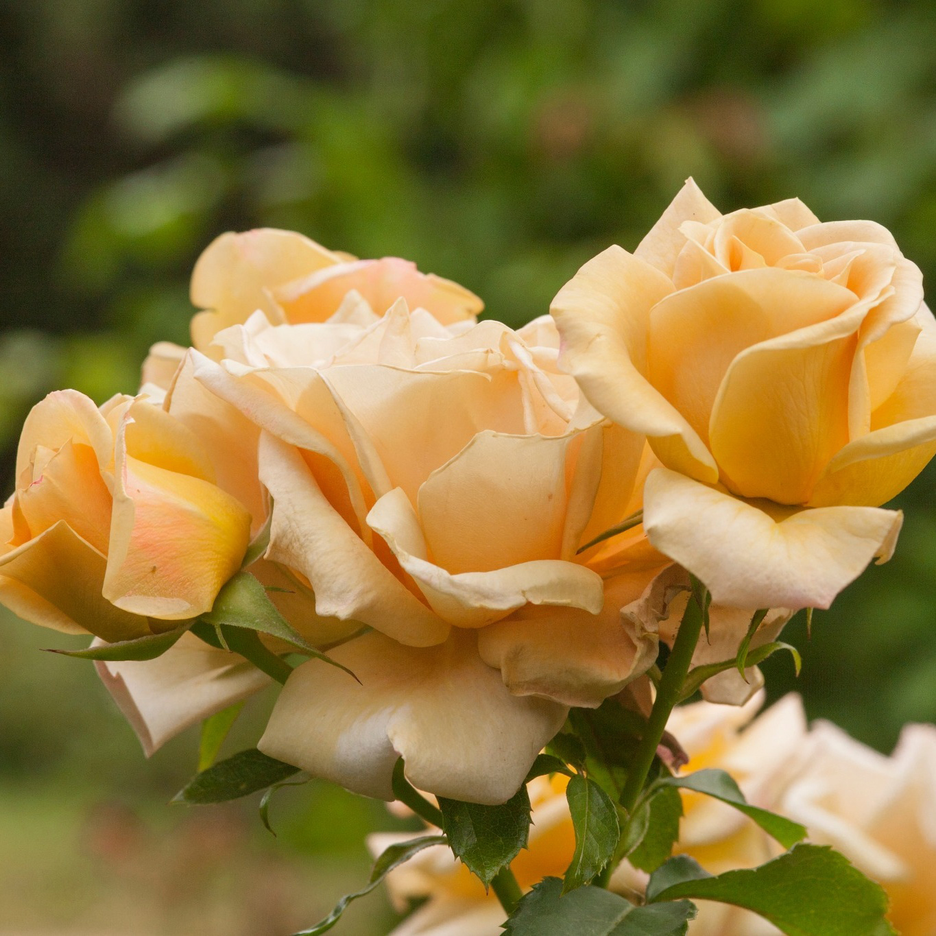Buskros Omnia Garden Floribundaros Honey Dijon Weksproulses