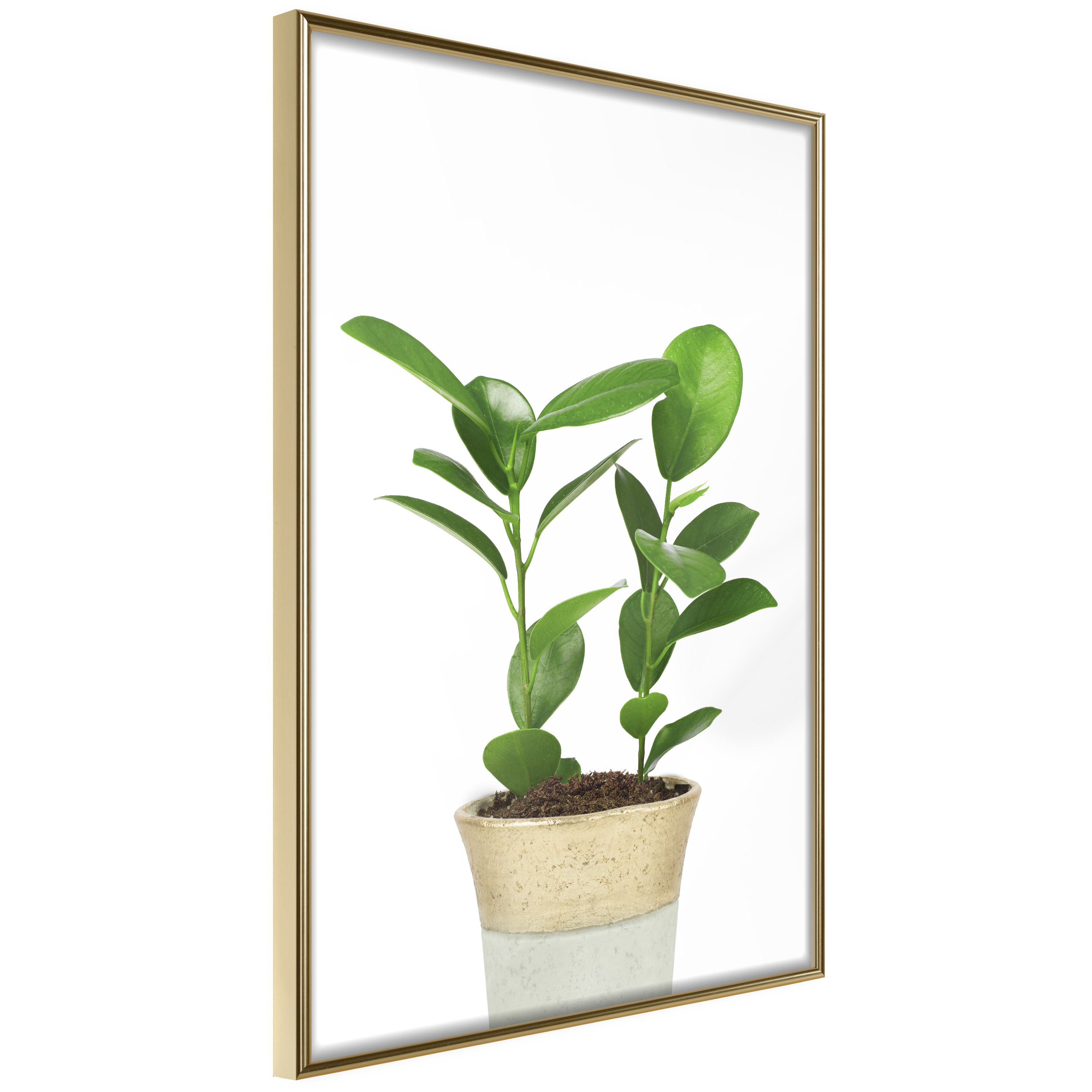 Poster Artgeist Affisch Plant In Pot
