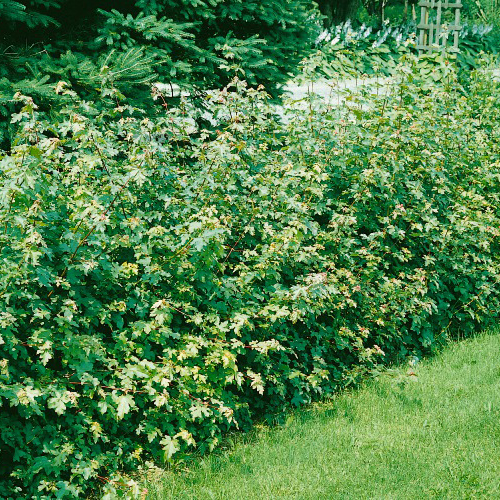 Buske Omnia Garden Naverlönn 50-80 cm