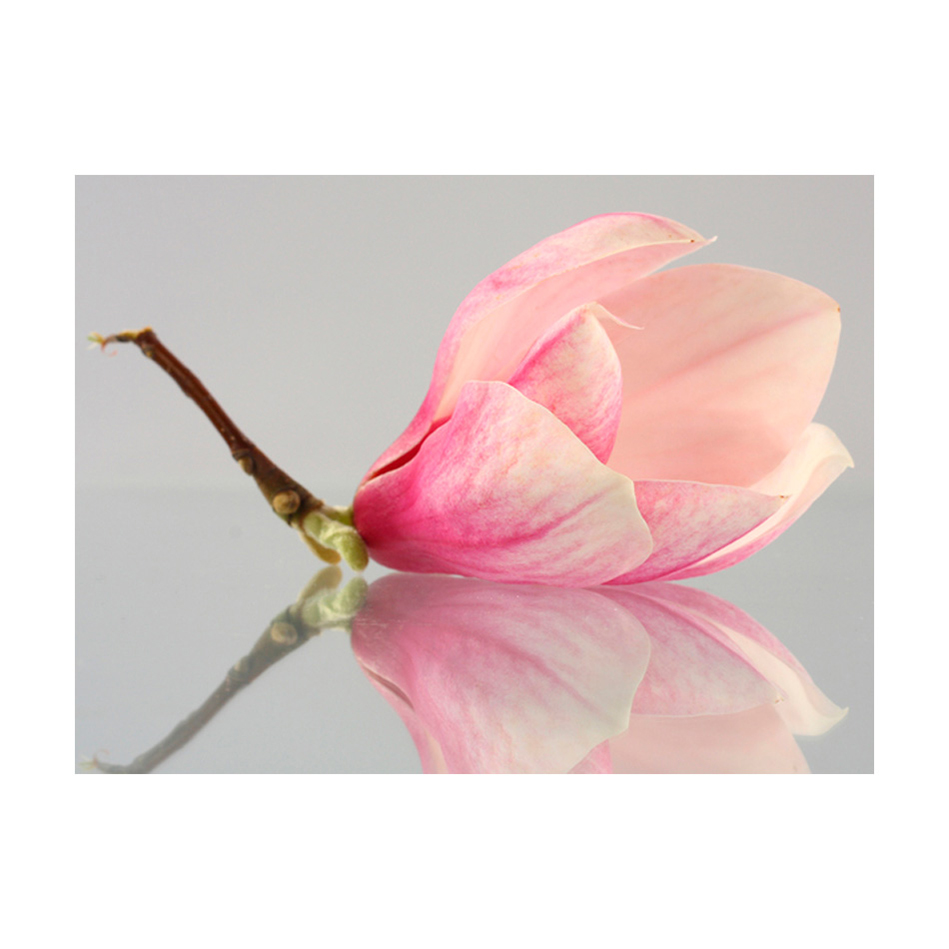Fototapet Arkiio En Ensam Magnolia Blomma