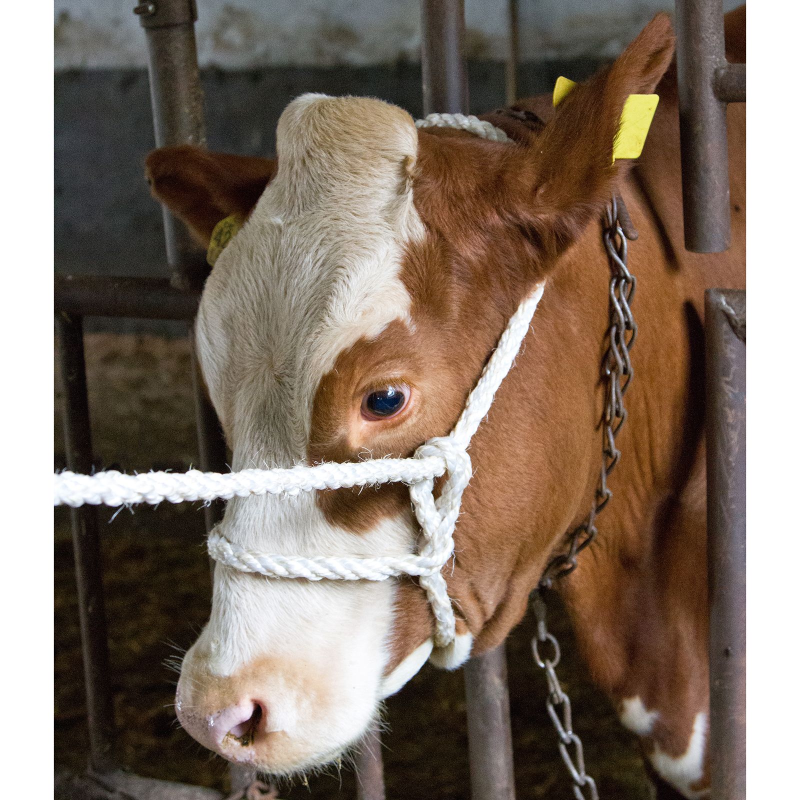 Fångstgrimma Kellfri till Nöt