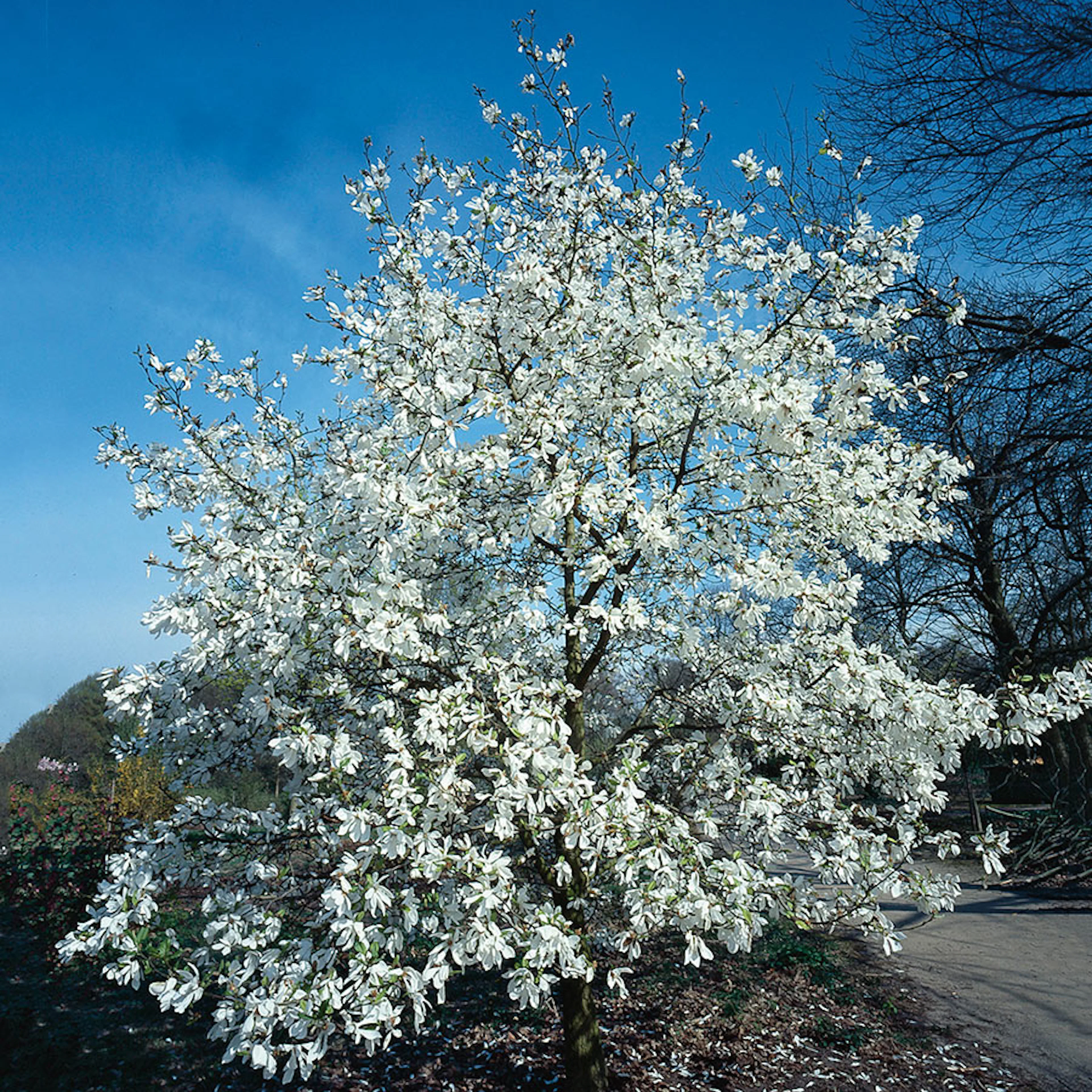Prydnadsbuske Omnia Garden Japansk Magnolia