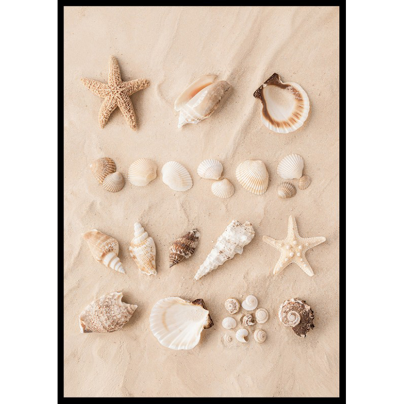 Poster Gallerix Coastal Shells