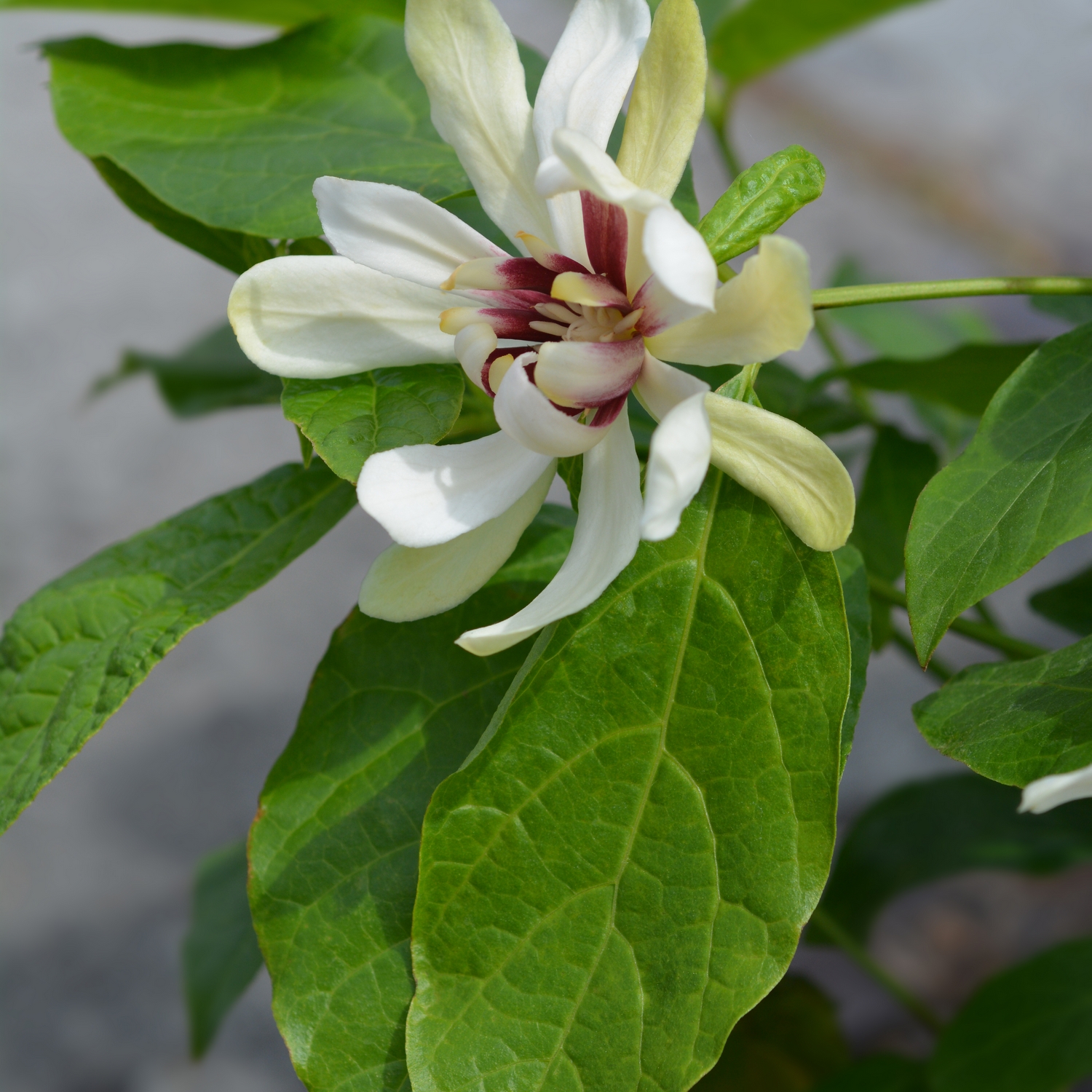 Kryddbuske Omnia Garden Venus