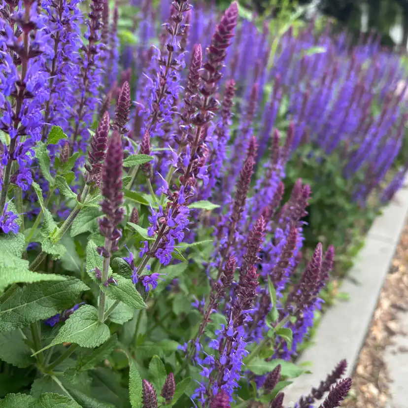Perenn Omnia Garden Perennpaket Helheten