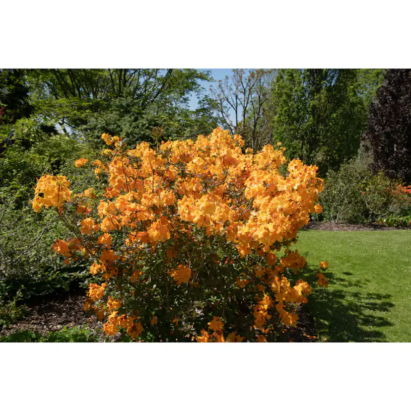 Rhododendron Azalea Omnia Garden Knaphill Klondyke 30-40 cm