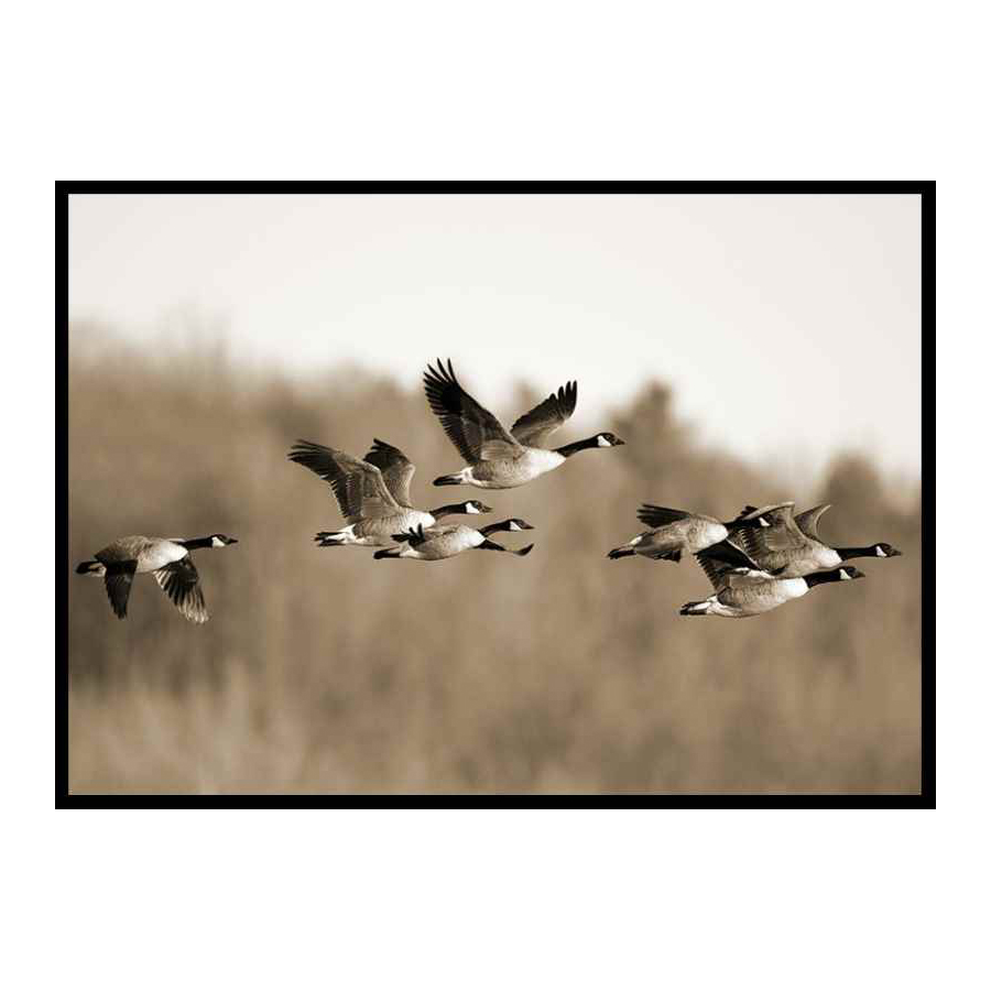 Canada Geese 50x70 cm