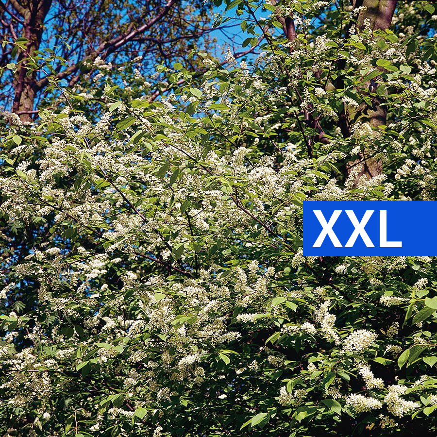 Prydnadsbuske Hägg Omnia Garden 100-125cm