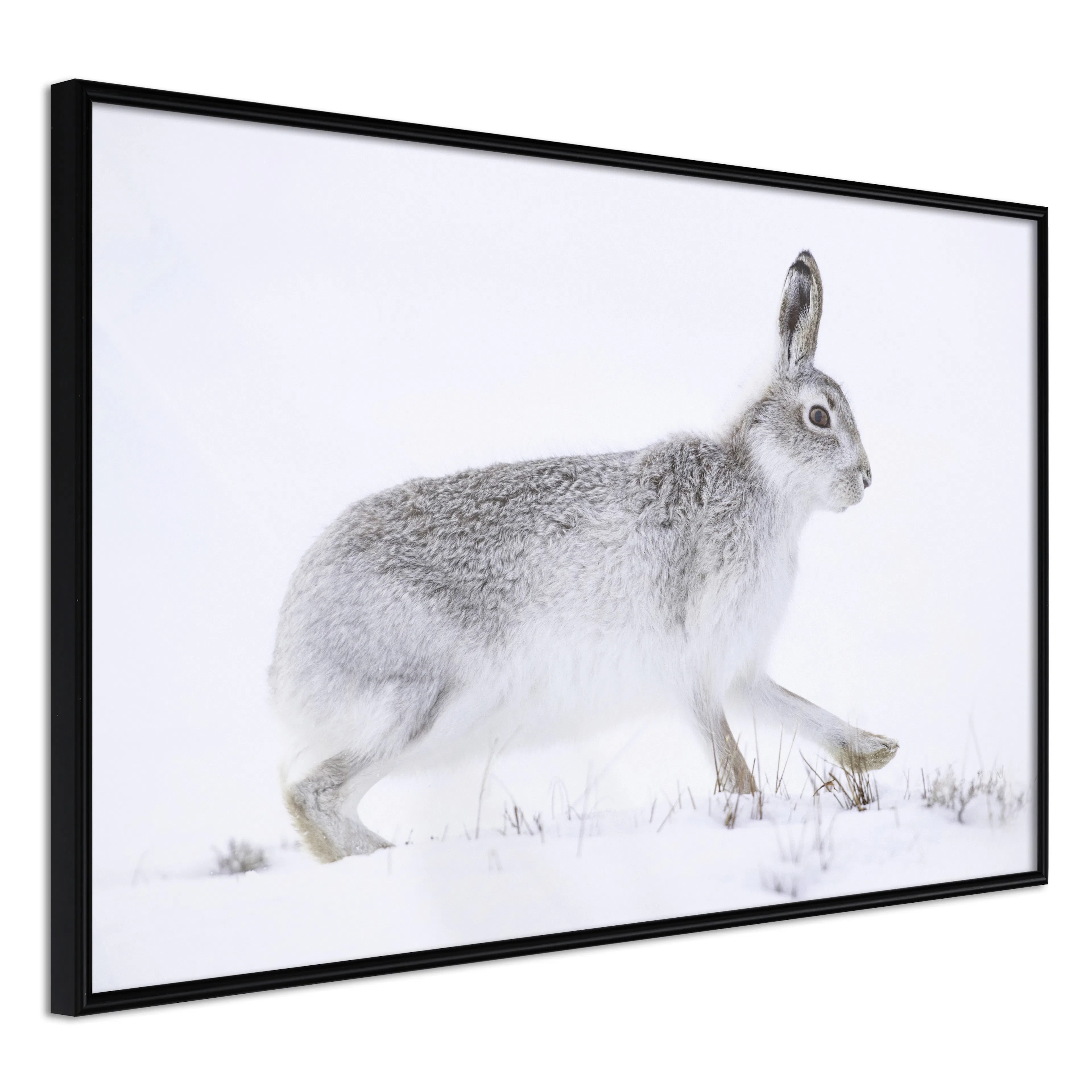 Affisch - Rabbit 30x20 Svart ram, 30x20 cm
