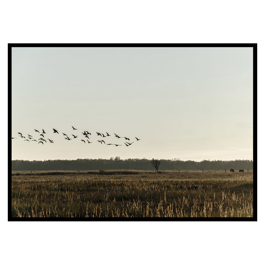 Poster Gallerix Birds Flyby