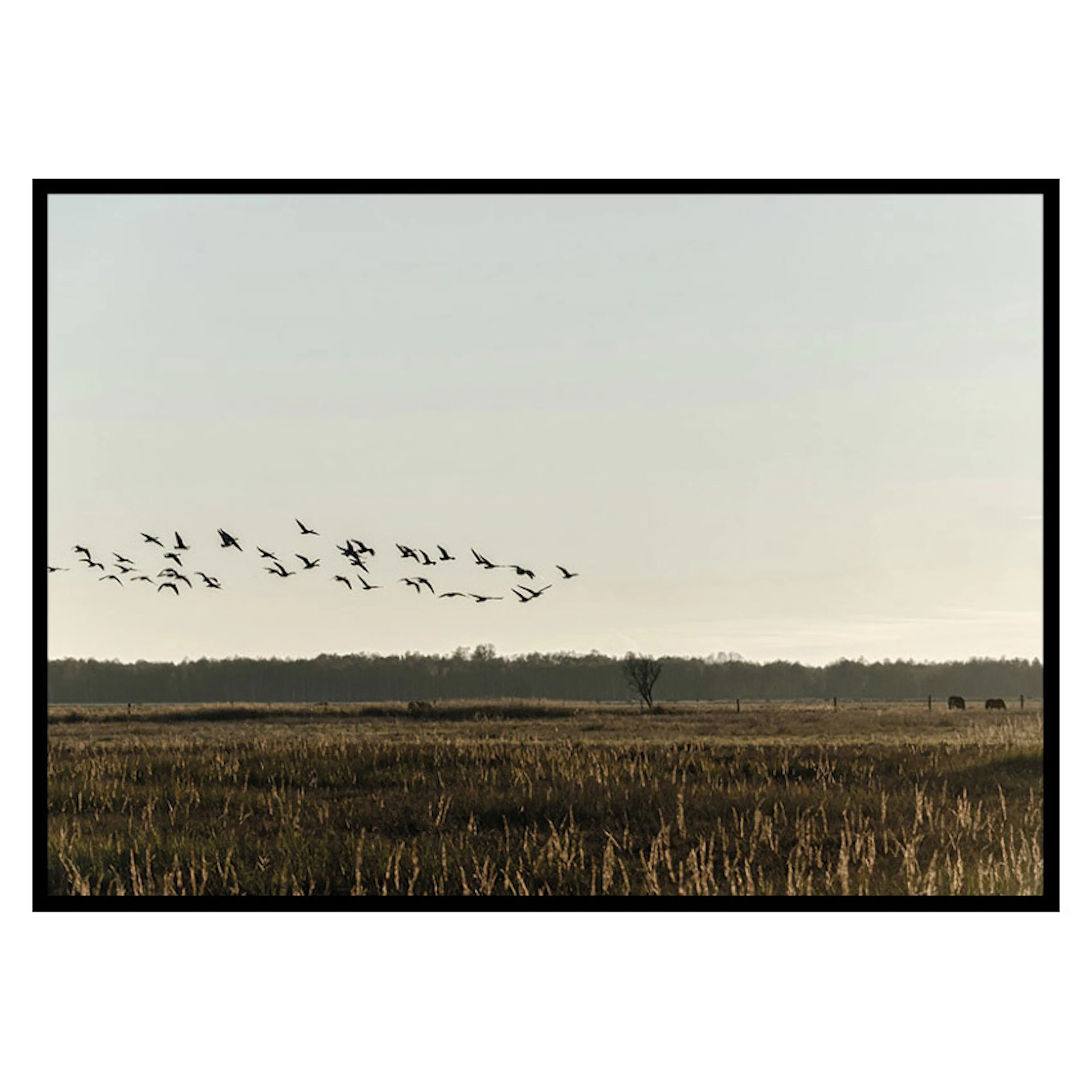 Poster Gallerix Birds Flyby