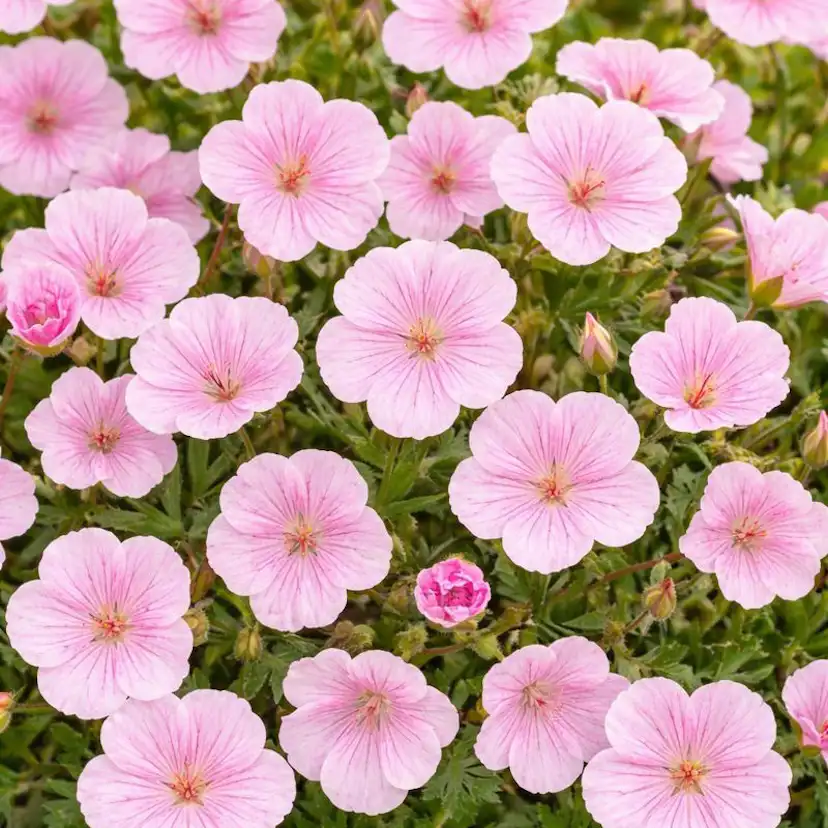 Perenn Omnia Garden Perennpaket Sommarkänsla