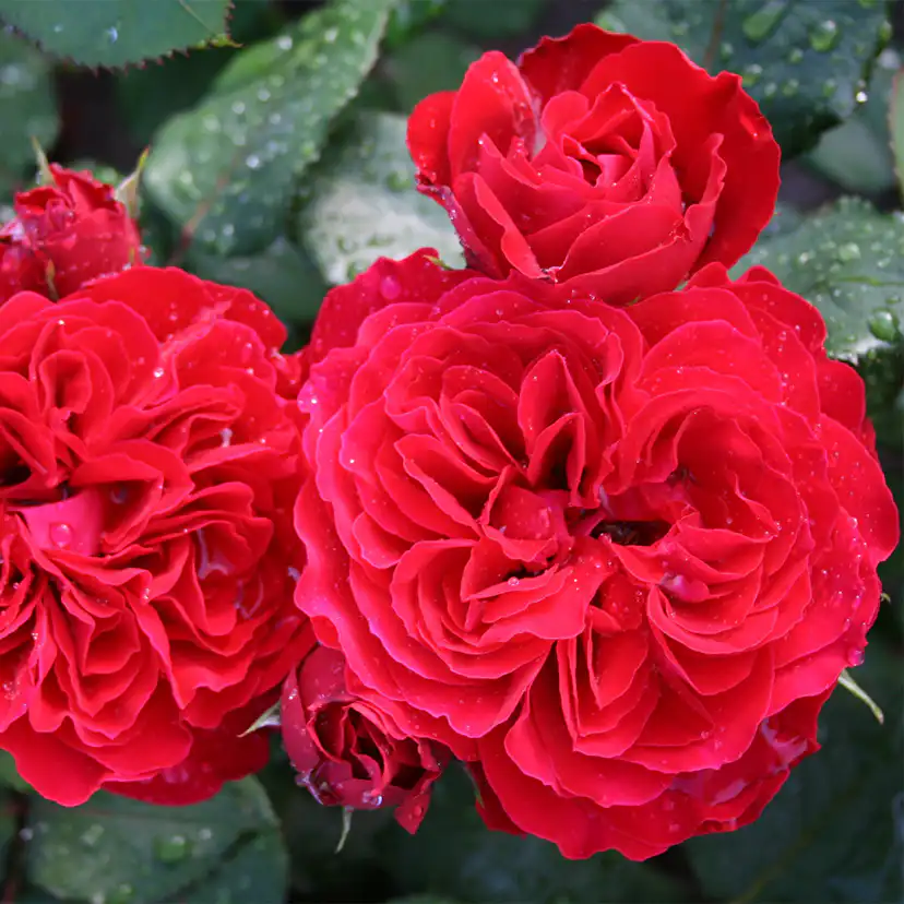 Flerblommig Rabattros Omnia Garden Look Good Feel Better