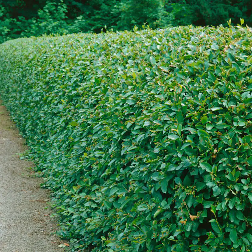 Häckoxbär Omnia Garden 30-50 cm