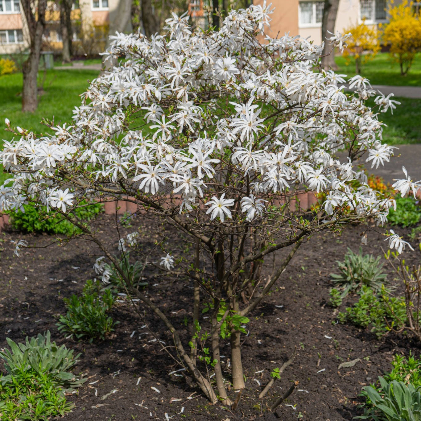 Prydnadsbuske Omnia Garden Stjärnmagnolia 80-100 cm