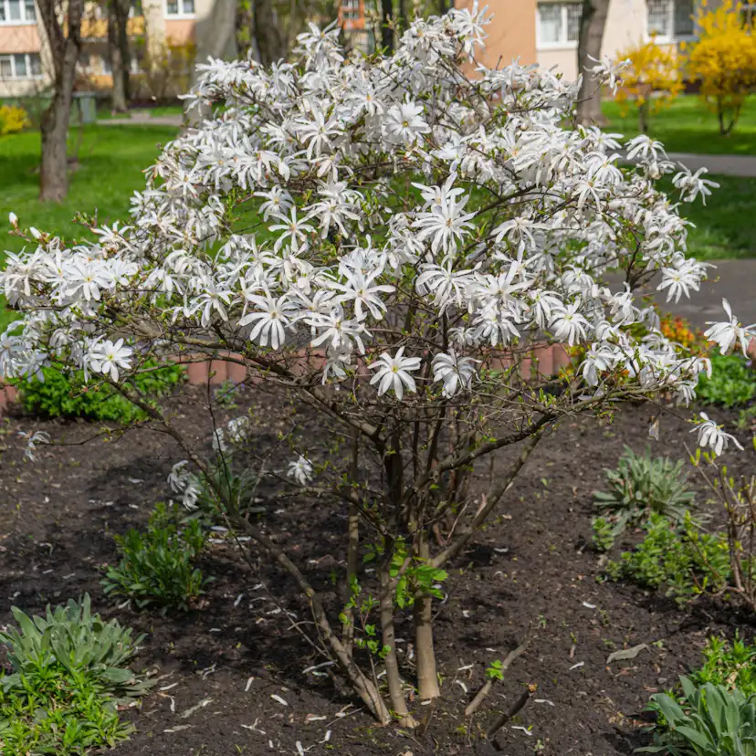 Prydnadsbuske Omnia Garden Stjärnmagnolia 80-100 cm