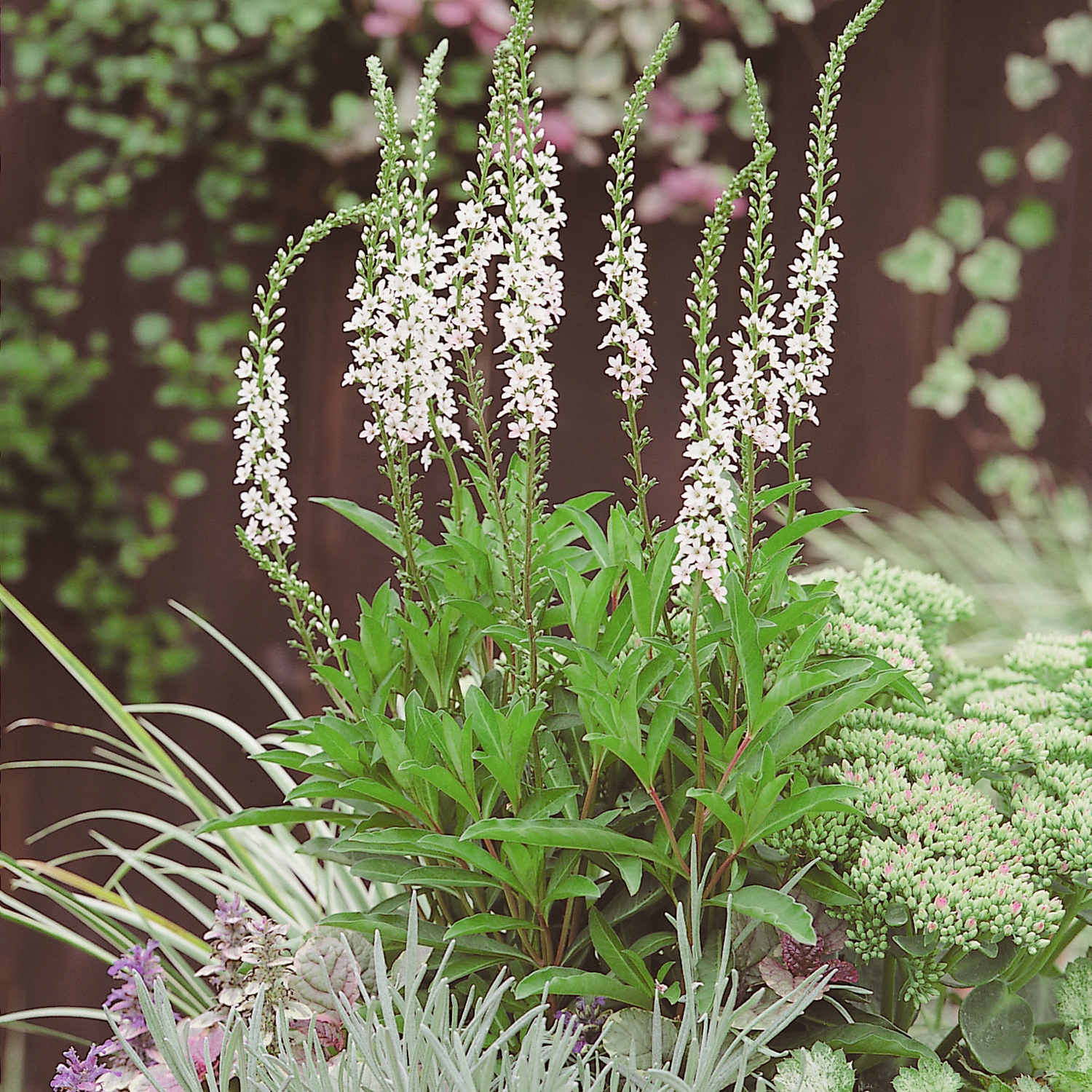 Perenn Omnia Garden Bäcklysing Autumn Snow