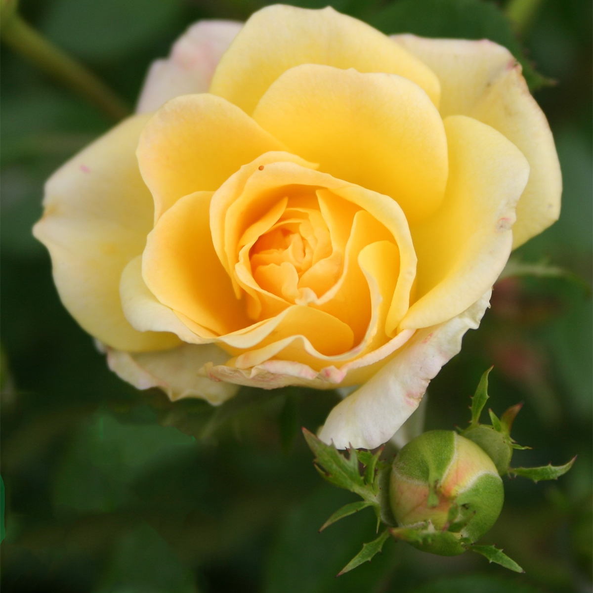 Ros Omnia Garden Marktäckande Yellow Fairy