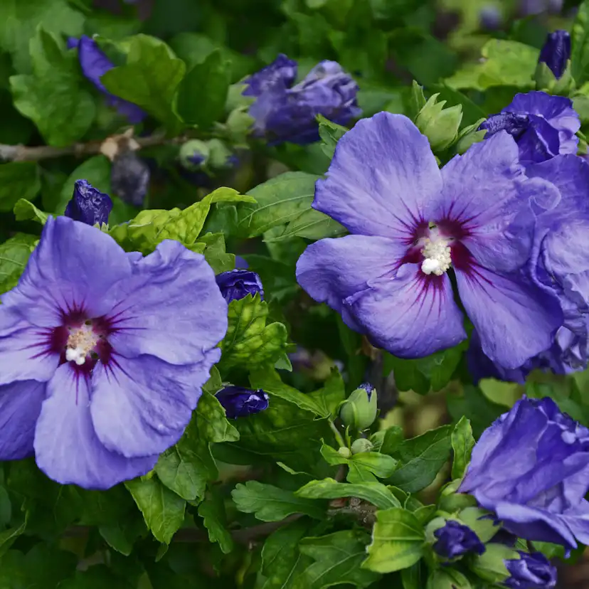 Prydnadsbuske Omnia Garden Frilandshibiskus Marina 70-80cm