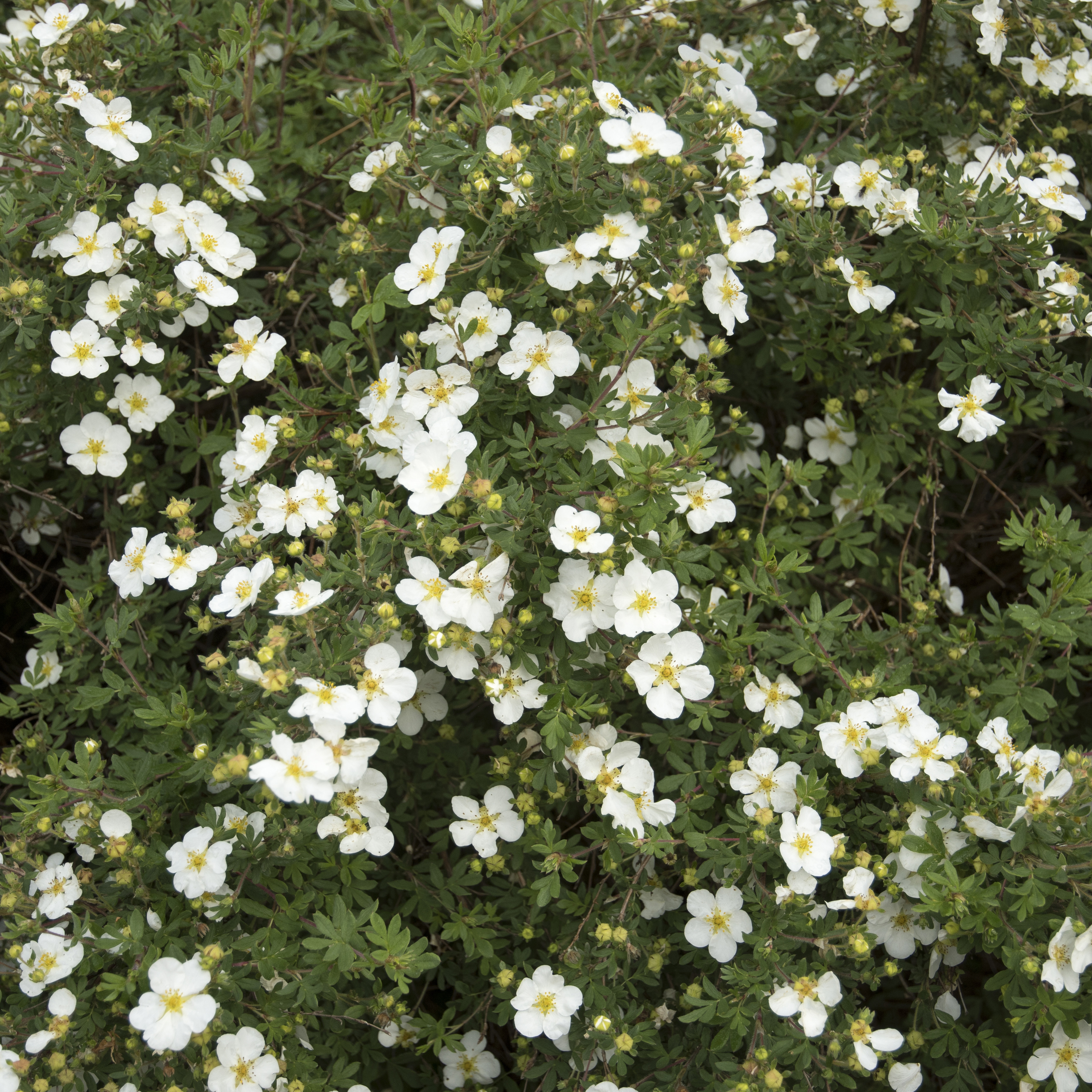 Buske Omnia Garden Vit Ölandstok 10-30cm Krukodlade