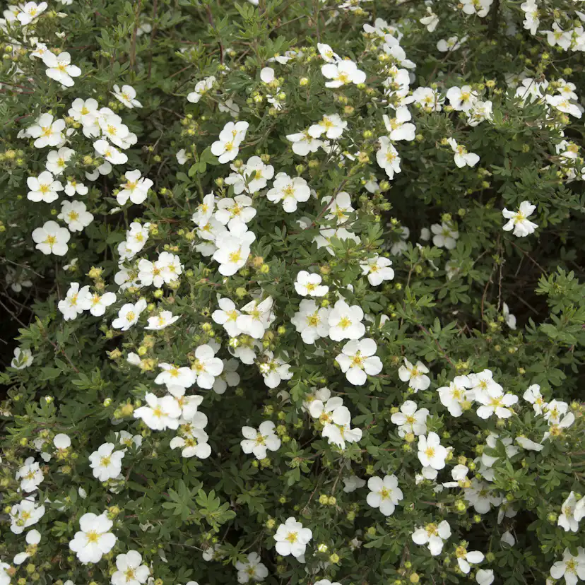 Buske Omnia Garden Vit Ölandstok 10-30cm Krukodlade