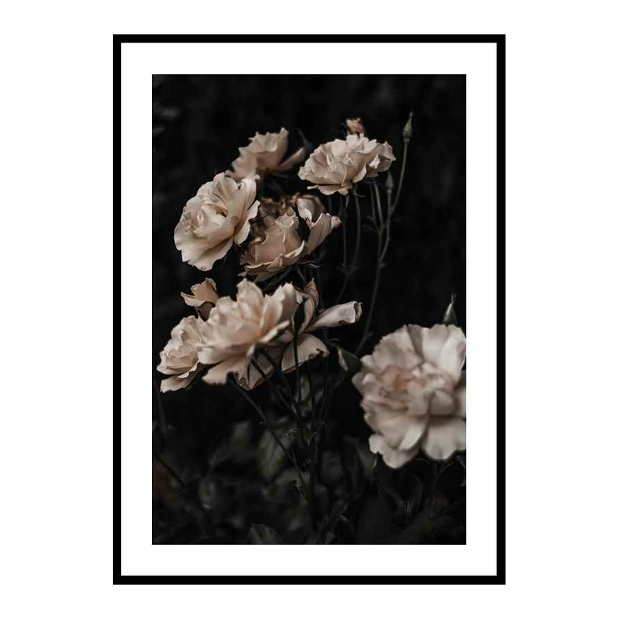 Poster Gallerix Dark White Roses
