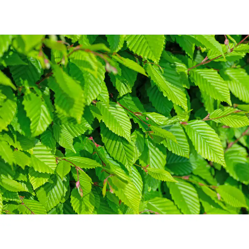 Avenbok Omnia Garden Carpinus Betulus Frans Fontaine Högstam