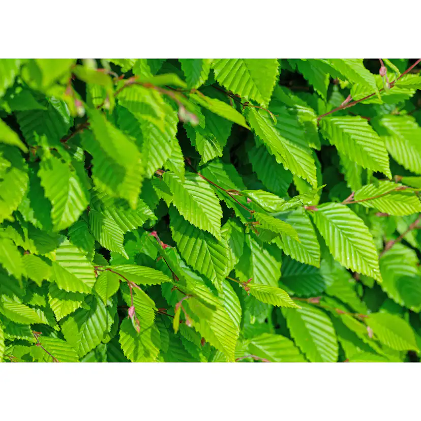 Avenbok Omnia Garden Carpinus Betulus Frans Fontaine Högstam