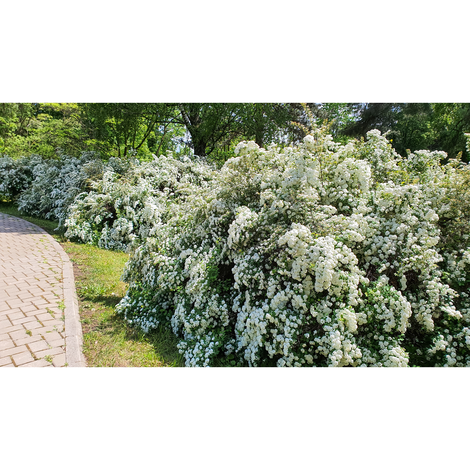 Buske Omnia Garden Bukettspirea 30-50cm Krukodlade