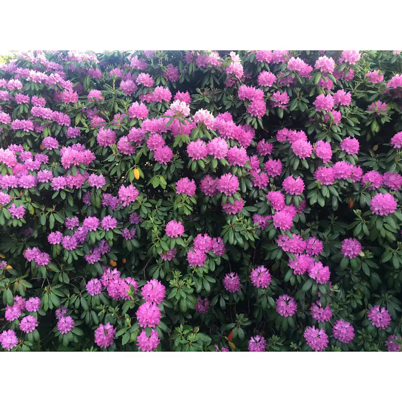 Rhododendron Omnia Garden Roseum Elegans